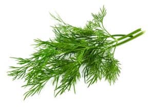 Dill gegen Bluthochdruck