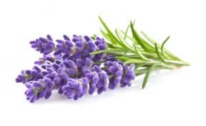 Lavendel gegen Bluthochdruck